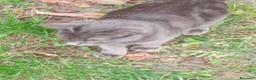 Meticcio gatti in regalo: Regalo gattini abbandonati  a Provincia di Vicenza - Annuncio 4