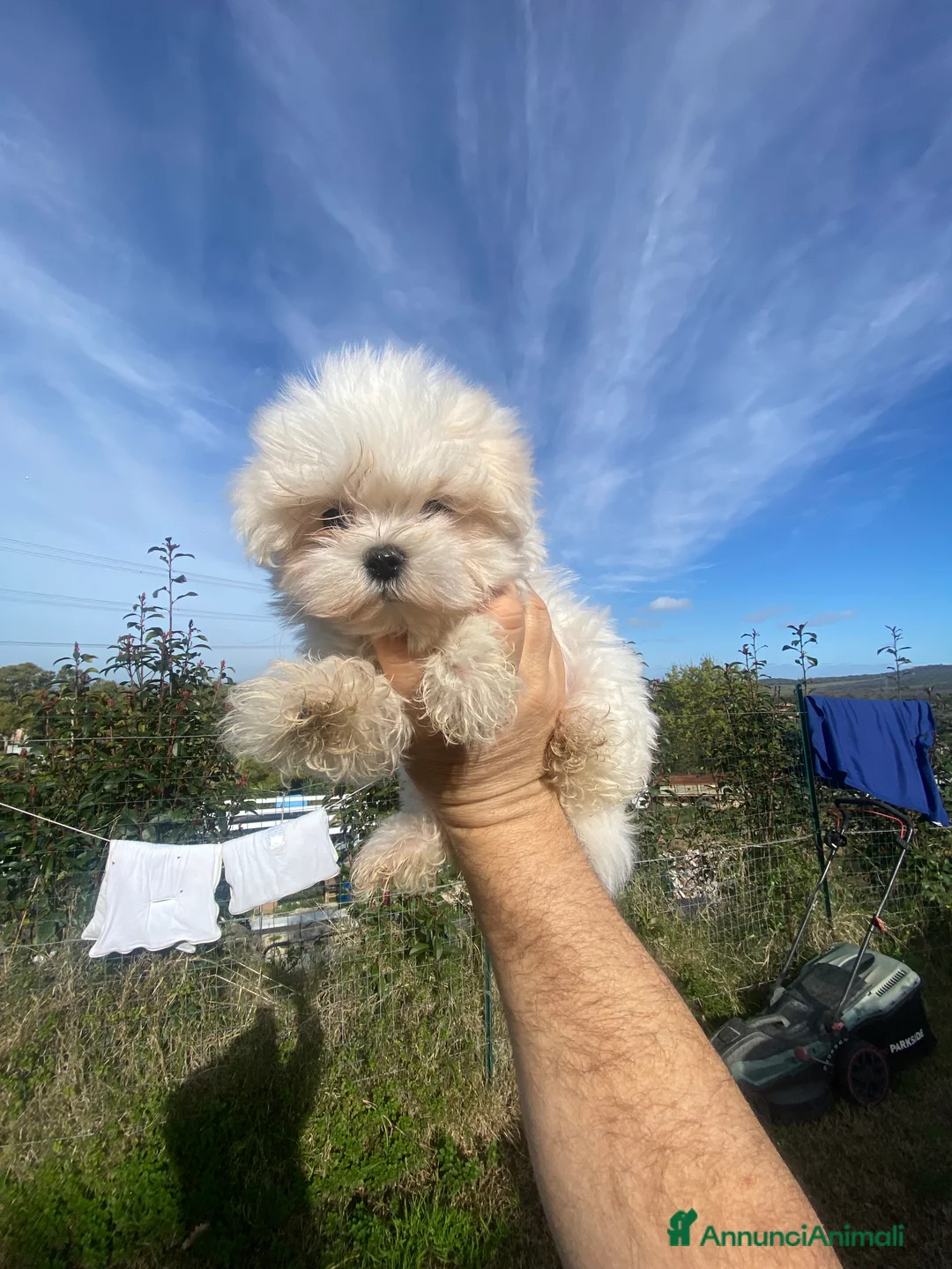 Maltese cani in vendita: Maltese toy - Annuncio 10