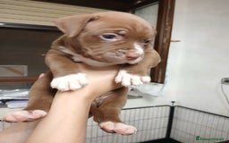 Pitbull cani in vendita: PITBULL a Città Metropolitana di Torino - Immagine 5