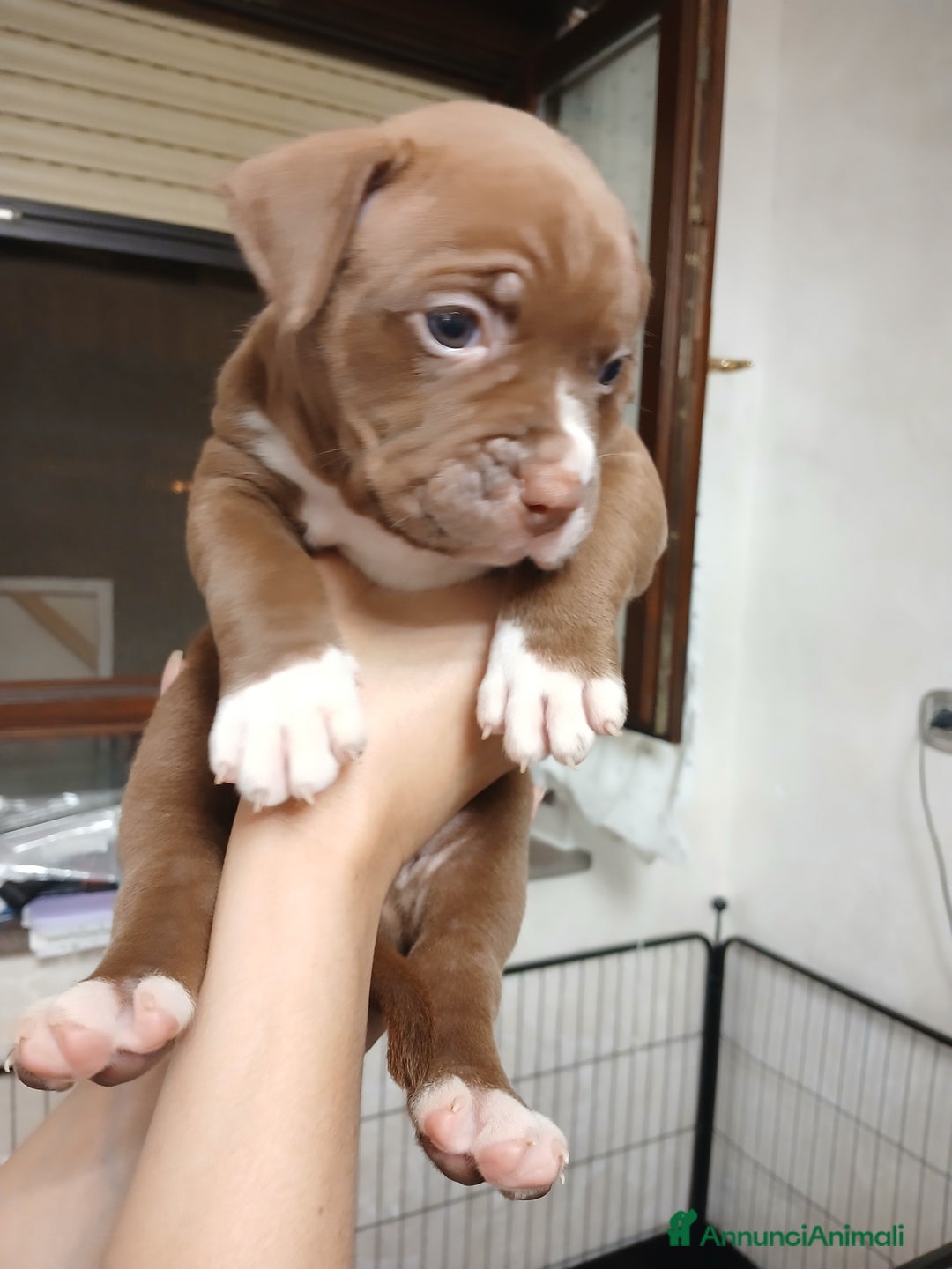 Pitbull cani in vendita: PITBULL a Città Metropolitana di Torino - Immagine 5
