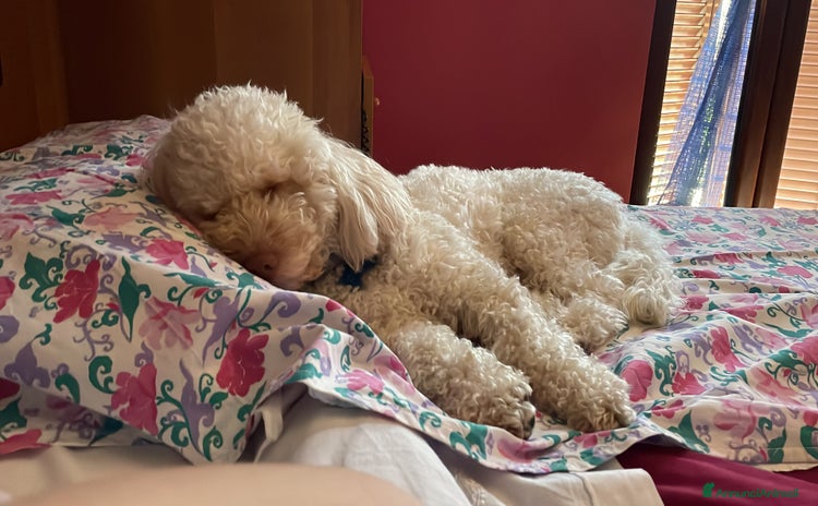 Lagotto cani a Città metropolitana di Roma Capitale - Annuncio 5
