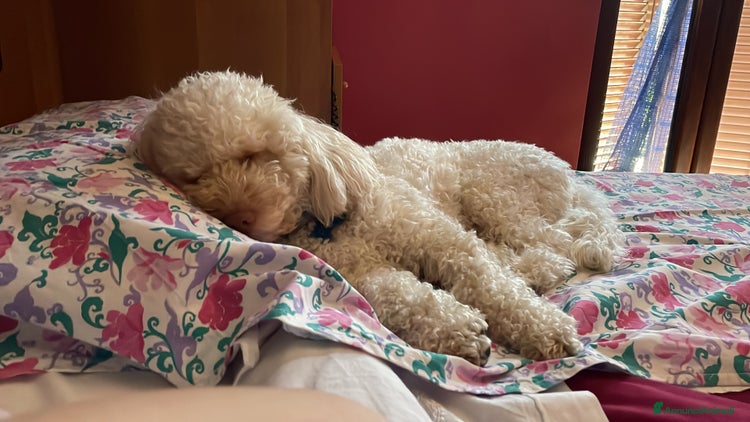 Lagotto cani a Città metropolitana di Roma Capitale - Annuncio 5