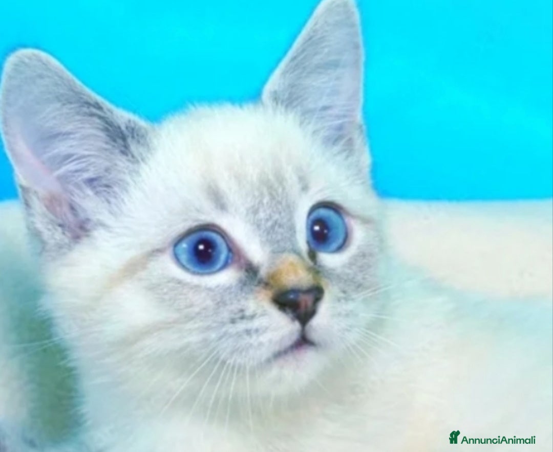 Siamese gatti Gattini siamesi tabby  - Annuncio 18