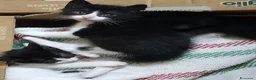 Meticcio gatti in regalo: Attenzione: tasso di dolcezza fuori scala  a Provincia di Pescara - Annuncio 4