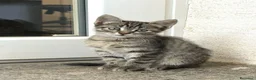 Europeo gatti in regalo: Gattina tigrata 2 mesi a Città metropolitana di Roma Capitale - Annuncio 2