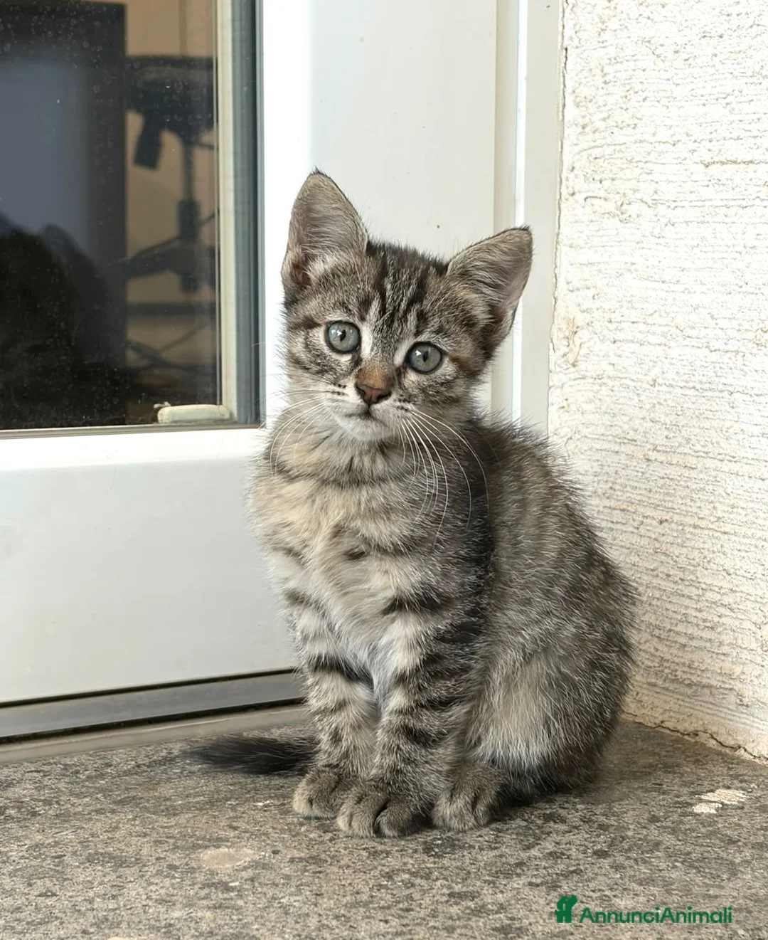 Europeo gatti in regalo: Gattina tigrata 2 mesi a Città metropolitana di Roma Capitale - Annuncio 2