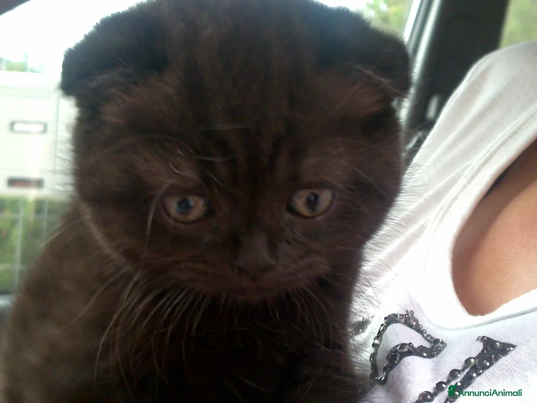 Scottish gatti in vendita: SCOTTISH FOLD E STRAIGHT - Annuncio 4