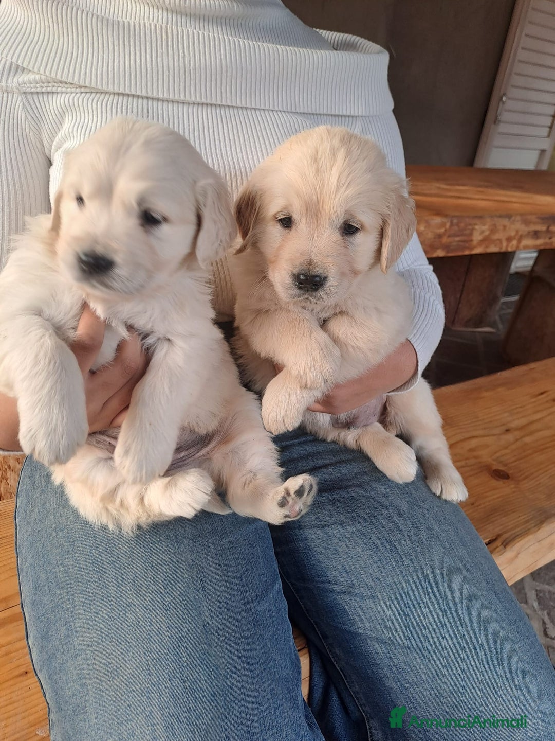 Golden Retriever cani in vendita: Golden retriever - Annuncio 5