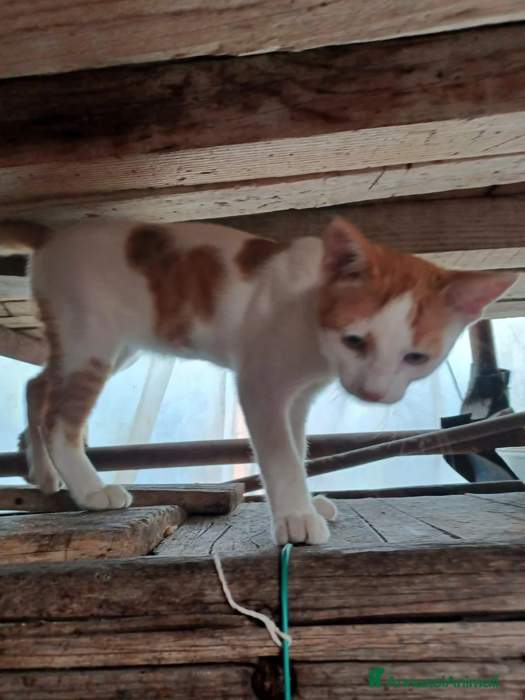 Altre razze gatti in regalo: 🐾❤️ **8 PICCOLI GATTINI CERCANO CASA ❤️🐾 - Annuncio 2