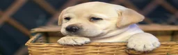 Labrador cani in vendita: LABRADOR FEMMINUCCE GIALLE - Annuncio 4