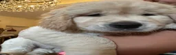 Golden Retriever cani in vendita: cucciolo maschio di golden retriver - Annuncio 3