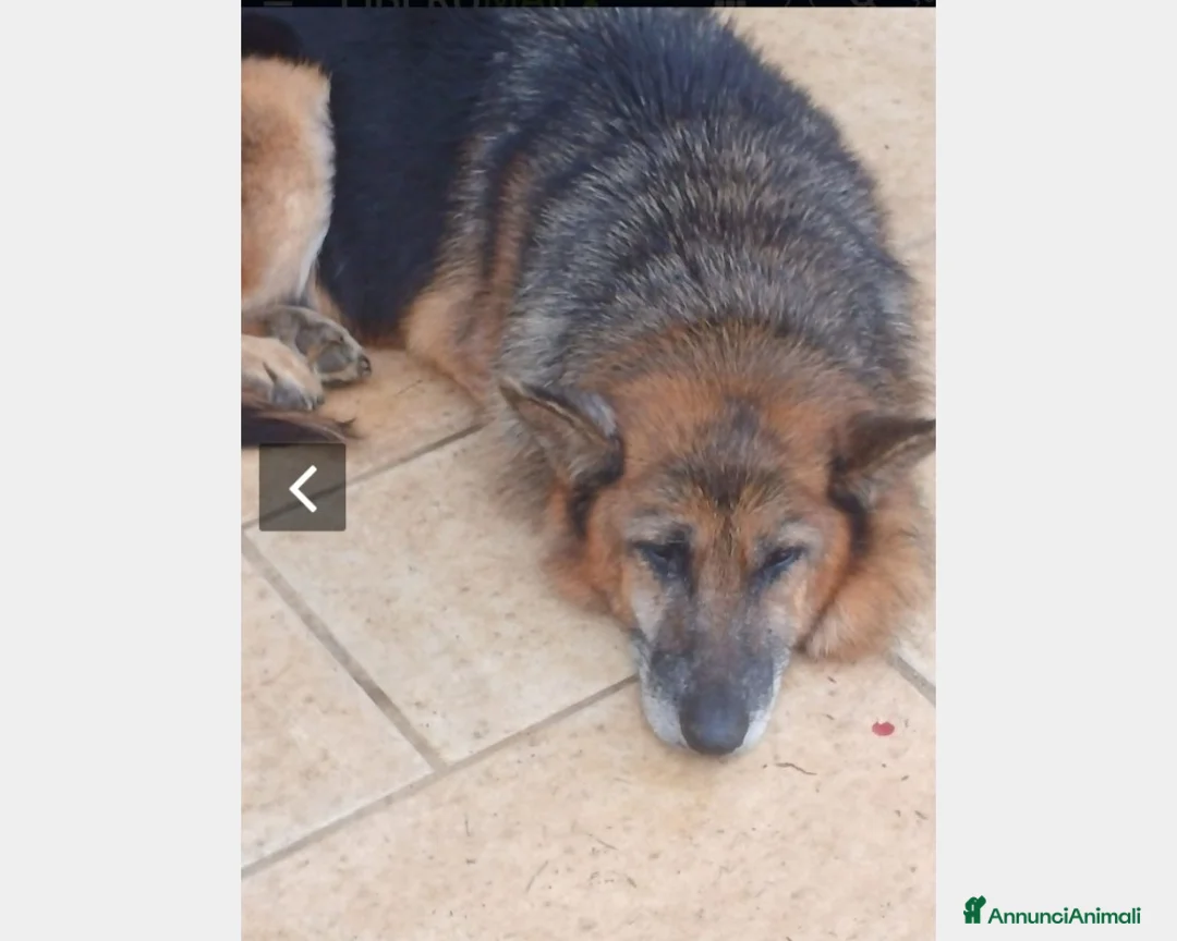 Meticcio cani in regalo: Pastore femmina docile mollata anziana.Lomba a Milano - Annuncio 2