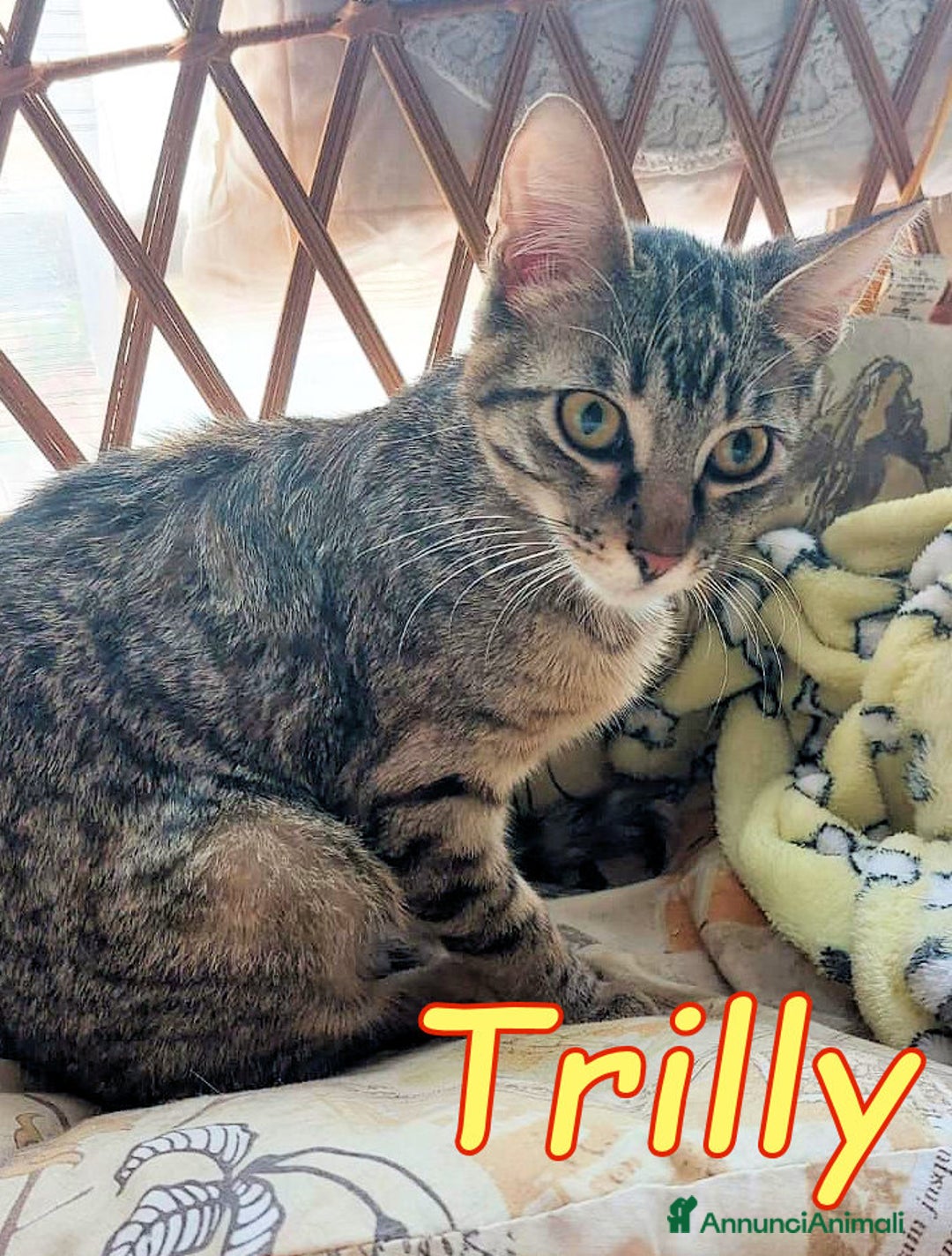 Europeo gatti in regalo: Trilli dolce Trilli - Annuncio 3