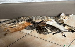 Bengala gatti in vendita: Cuccioli Bengala  a Città Metropolitana di Torino - Immagine 8