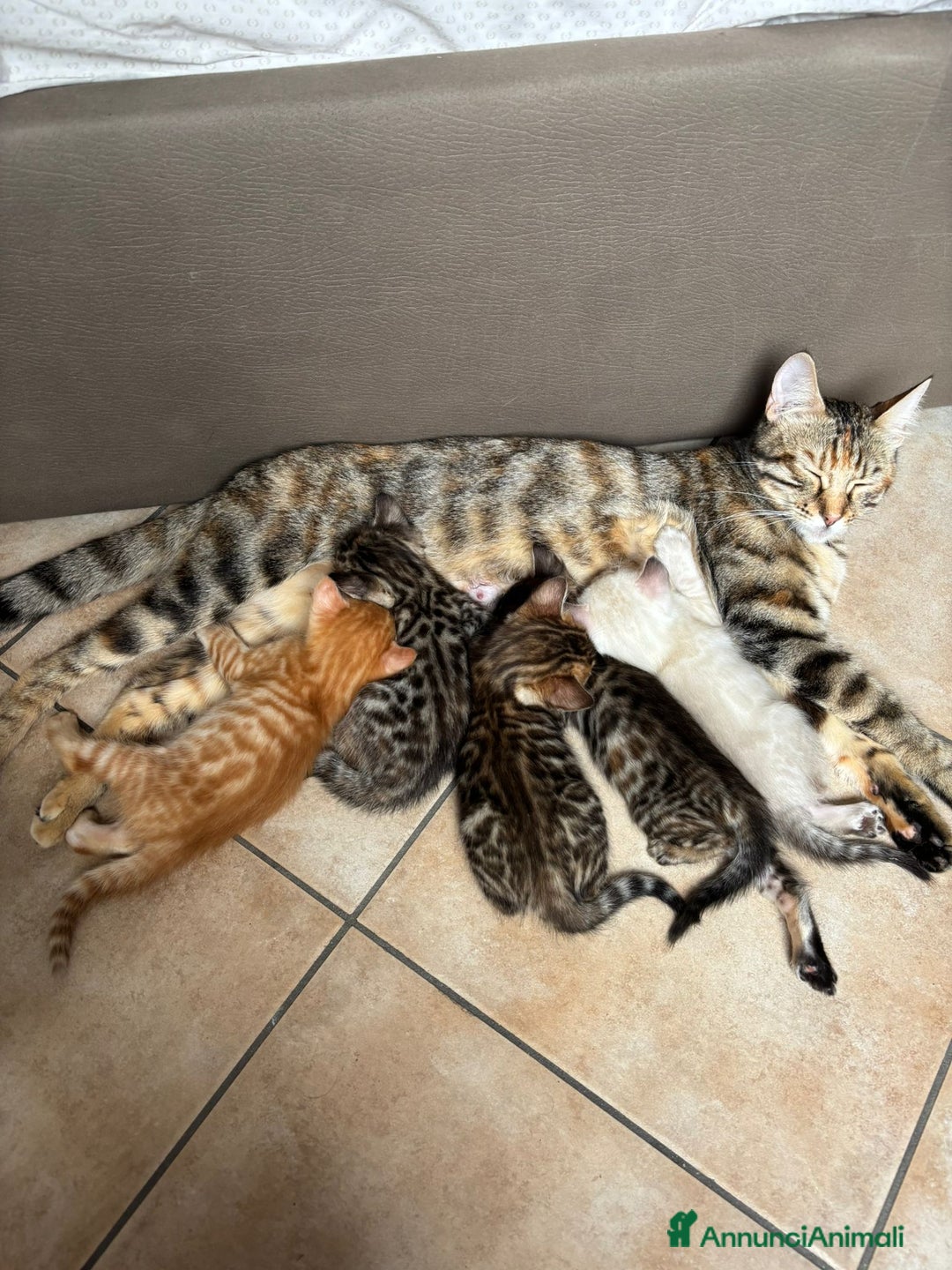 Bengala gatti in vendita: Cuccioli Bengala  a Città Metropolitana di Torino - Immagine 8