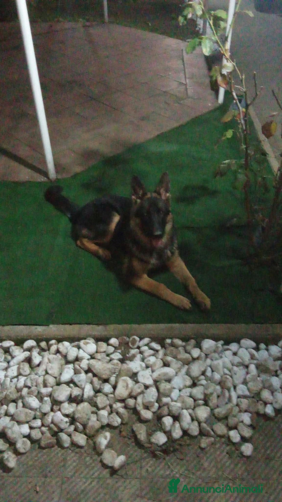 Pastore Tedesco cani Pastore tedesco - Annuncio 35