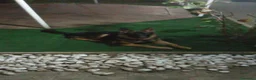 Pastore Tedesco cani in vendita: Pastore tedesco a Provincia di Caserta - Annuncio 1