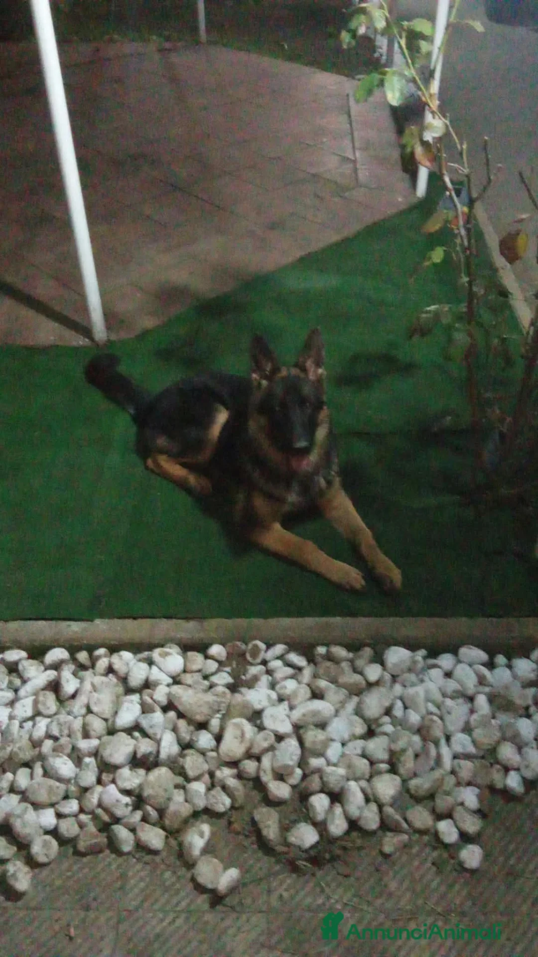 Pastore Tedesco cani in vendita: Pastore tedesco a Provincia di Caserta - Annuncio 1