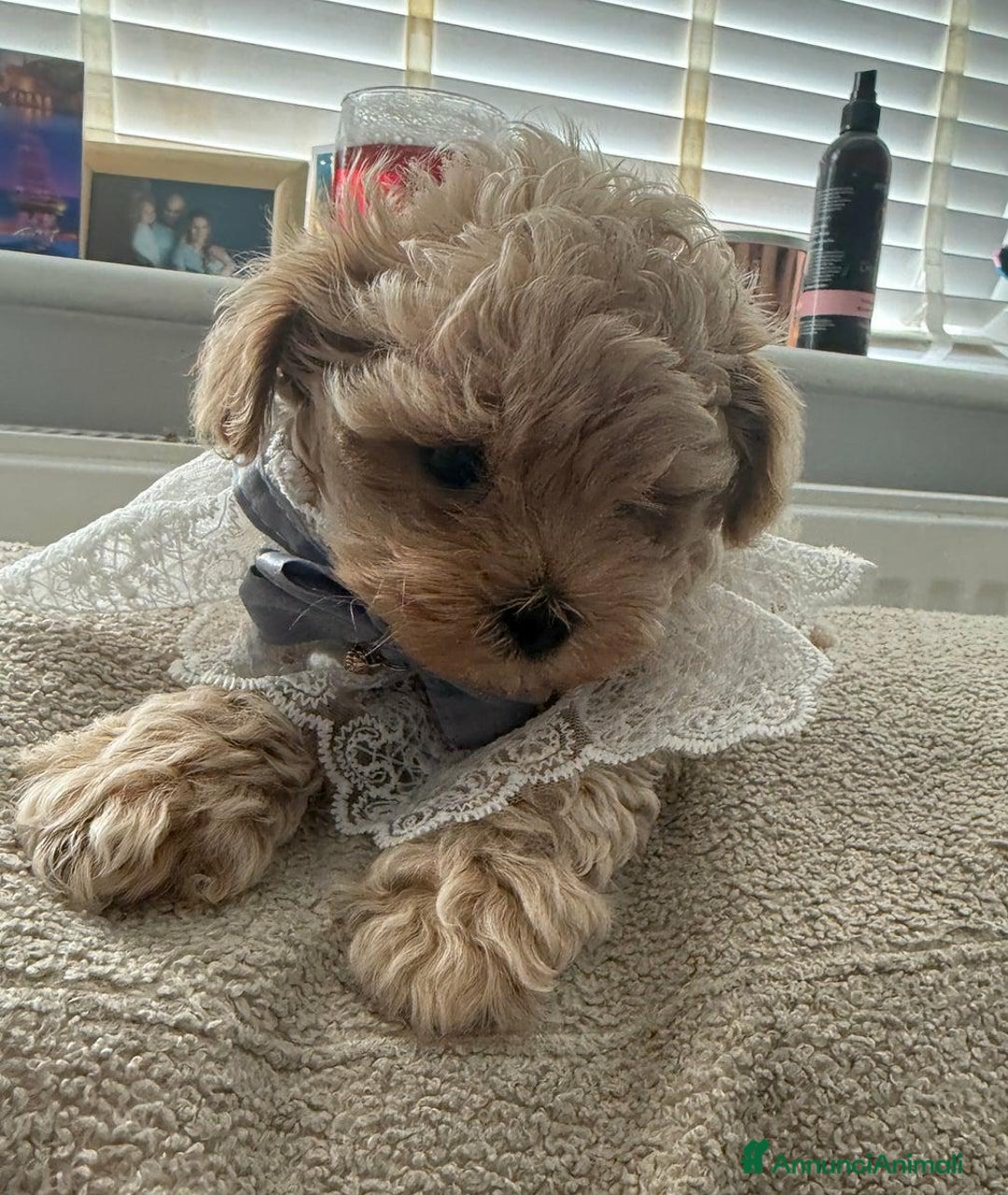 Meticcio cani in vendita: Bellissimi Maltipoo Mini F1 - Annuncio 8