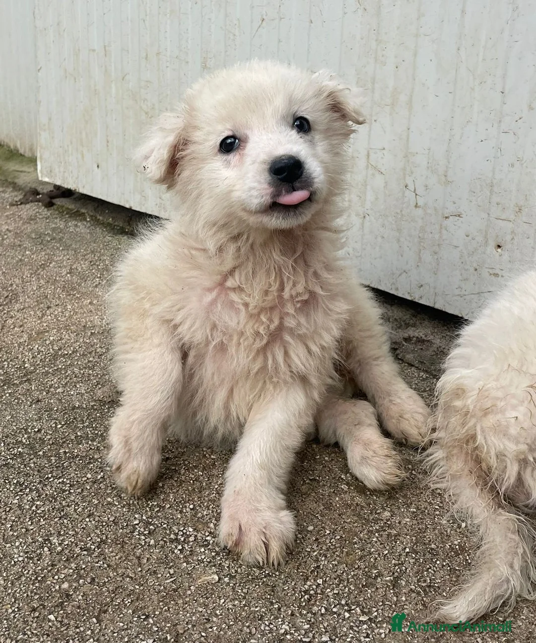 Meticcio cani in regalo: TENERE SORELLINE DA ADOTTARE - Annuncio 1