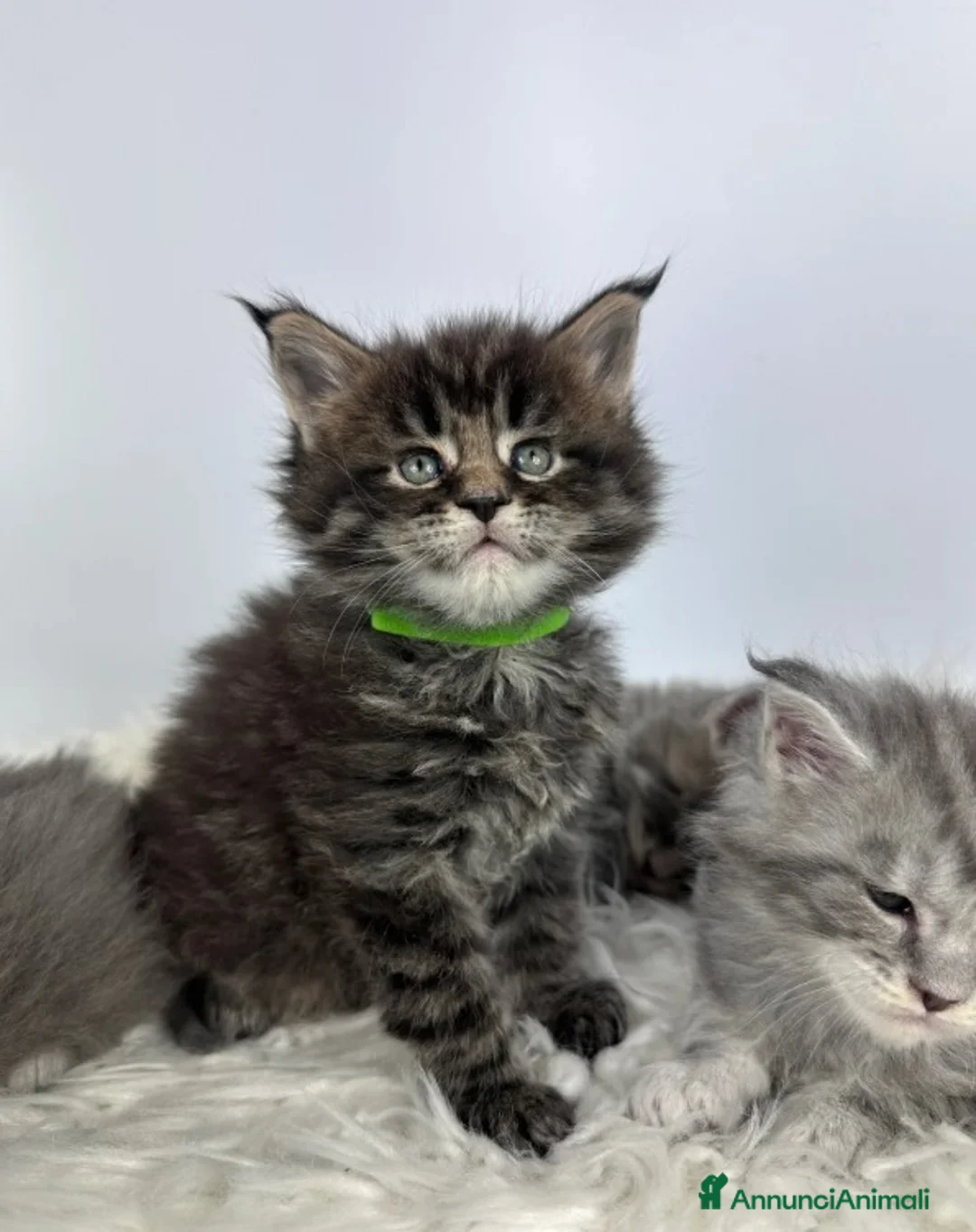 Maine Coon gatti in vendita: 6 splendidi gattini Maine Coon di razza pura - Annuncio 13