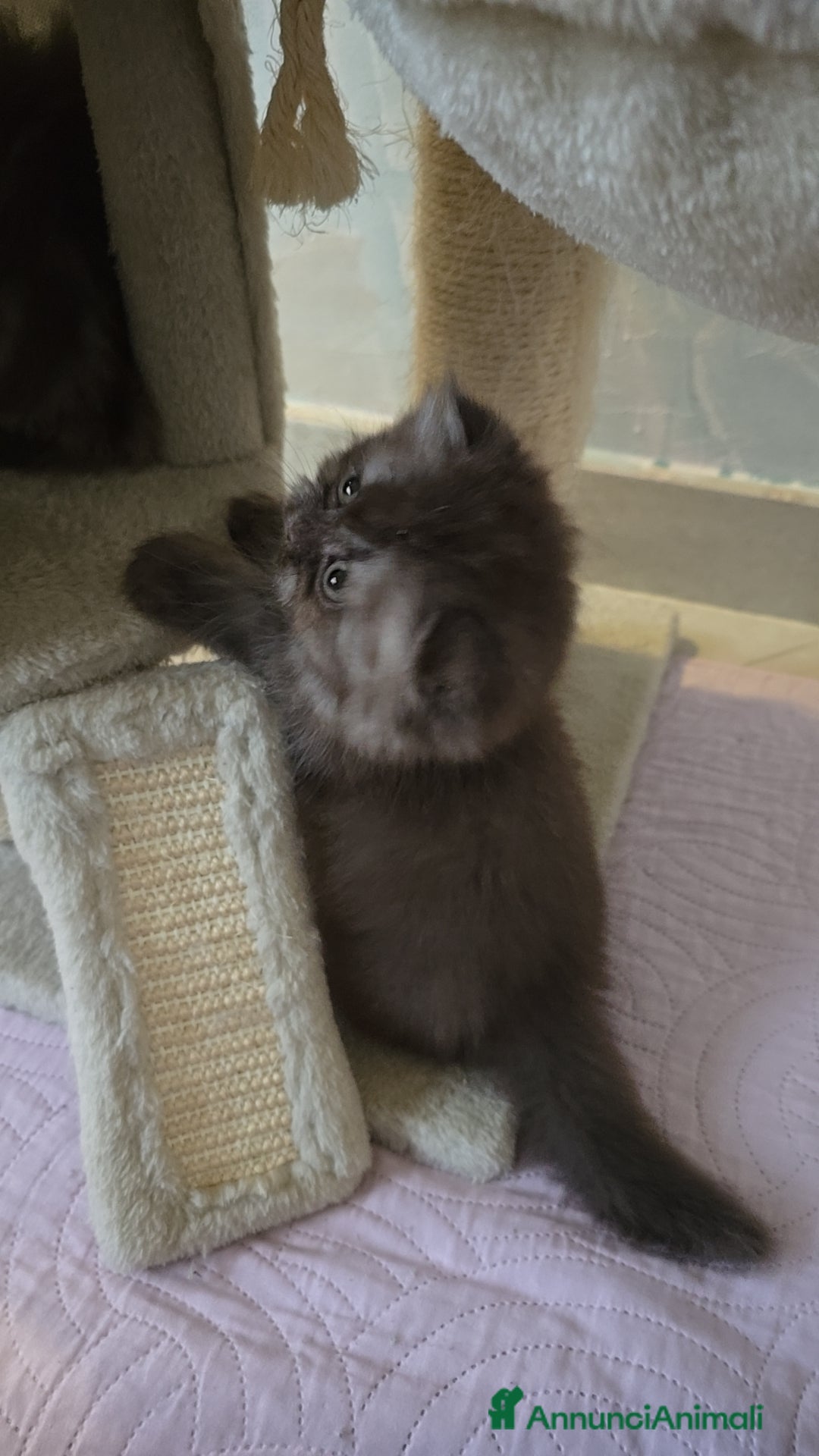 Scottish gatti in vendita: Scottish Fold e Straight  - Annuncio 9