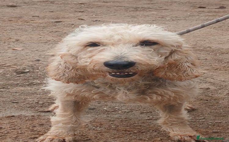 Segugio cani - Annuncio 3