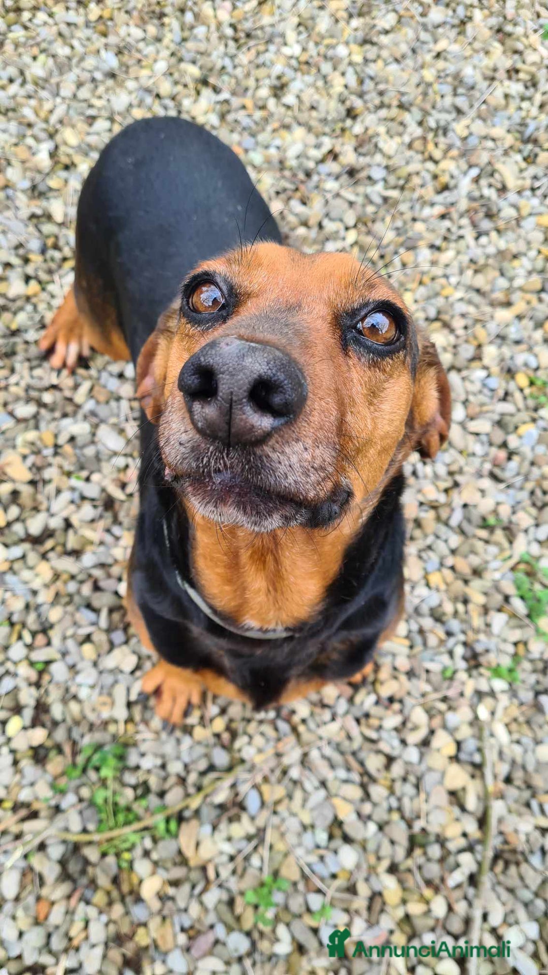 Meticcio cani in regalo: PIPPO, buffo nanetto invisibile. - Annuncio 8