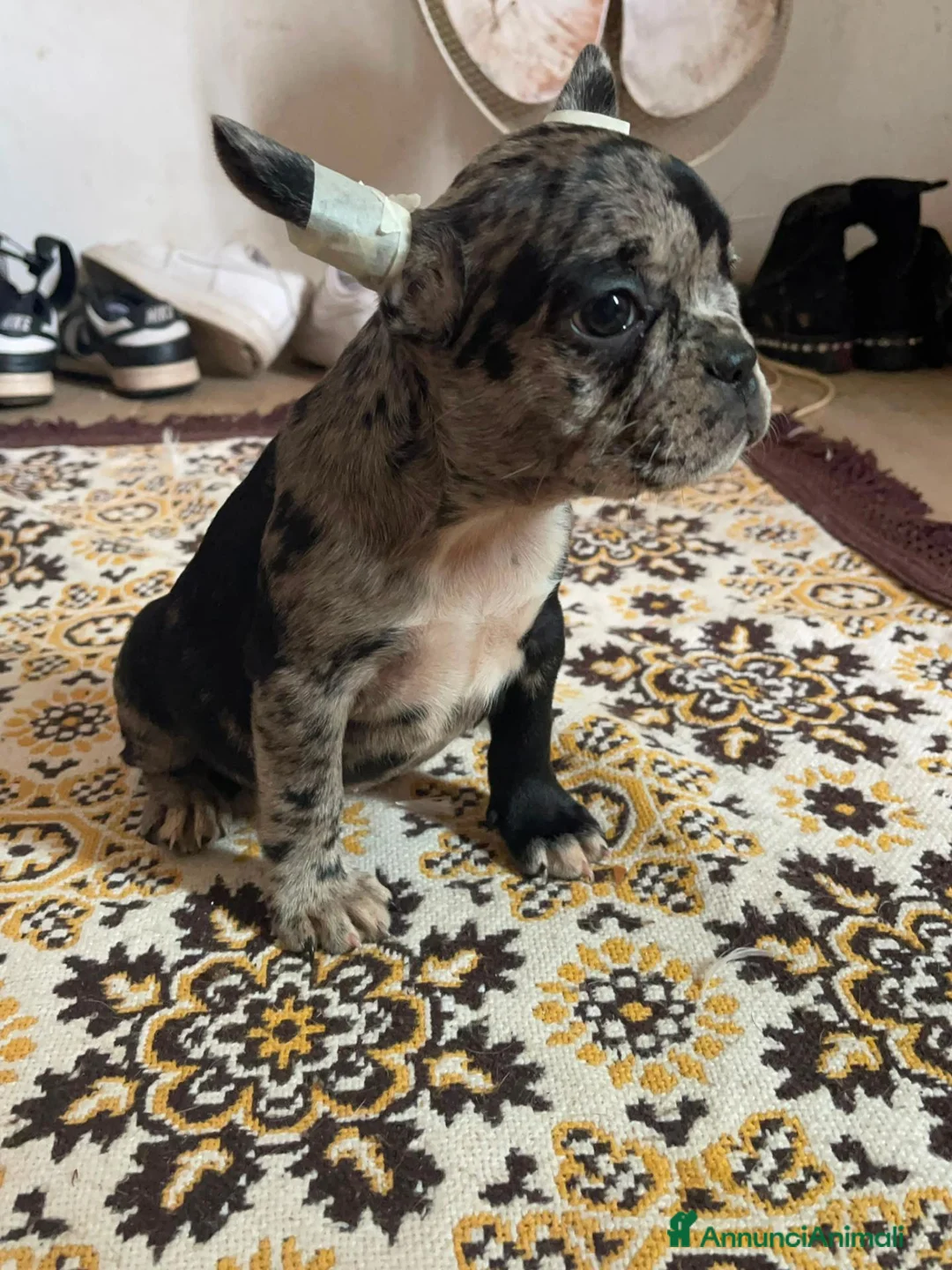 Bulldog Francese cani in vendita: Cuccioli di Bulldog Francese  - Annuncio 13