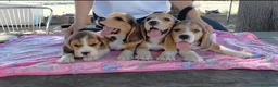 Beagle cani in vendita: Cuccioli di Beagle - Annuncio 2