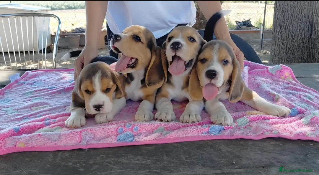 Beagle cani in vendita: Cuccioli di Beagle - Annuncio 2