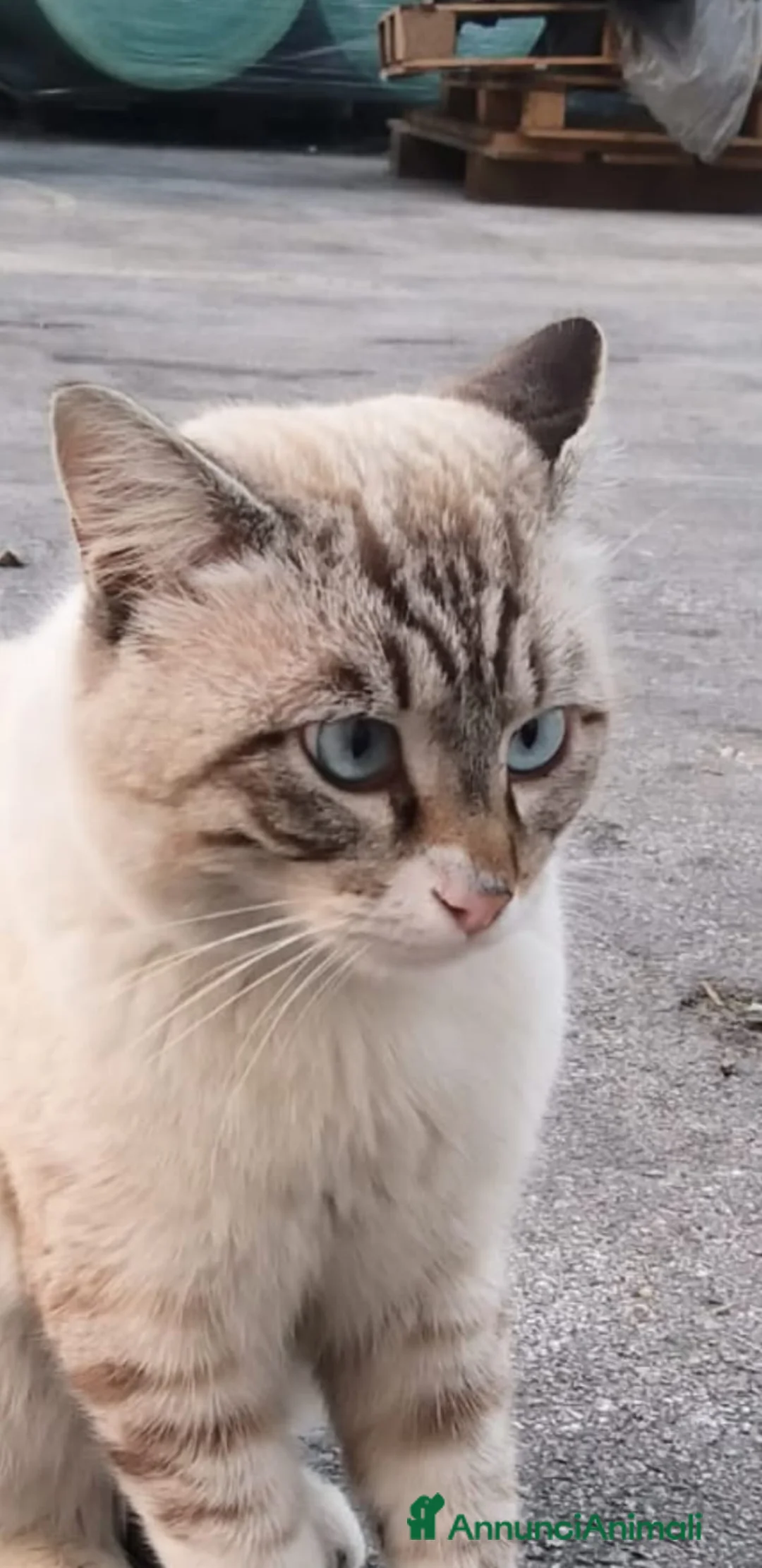 Meticcio gatti in regalo: Blu in cerca di casa  a Città Metropolitana di Napoli - Annuncio 1