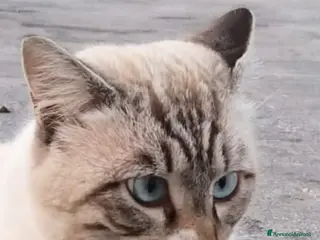 Meticcio gatti Blu in cerca di casa a Città Metropolitana di Napoli - Annuncio 9