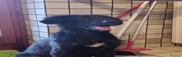 Meticcio cani in regalo: Ifrit cerca urgentemente casa - Annuncio 6