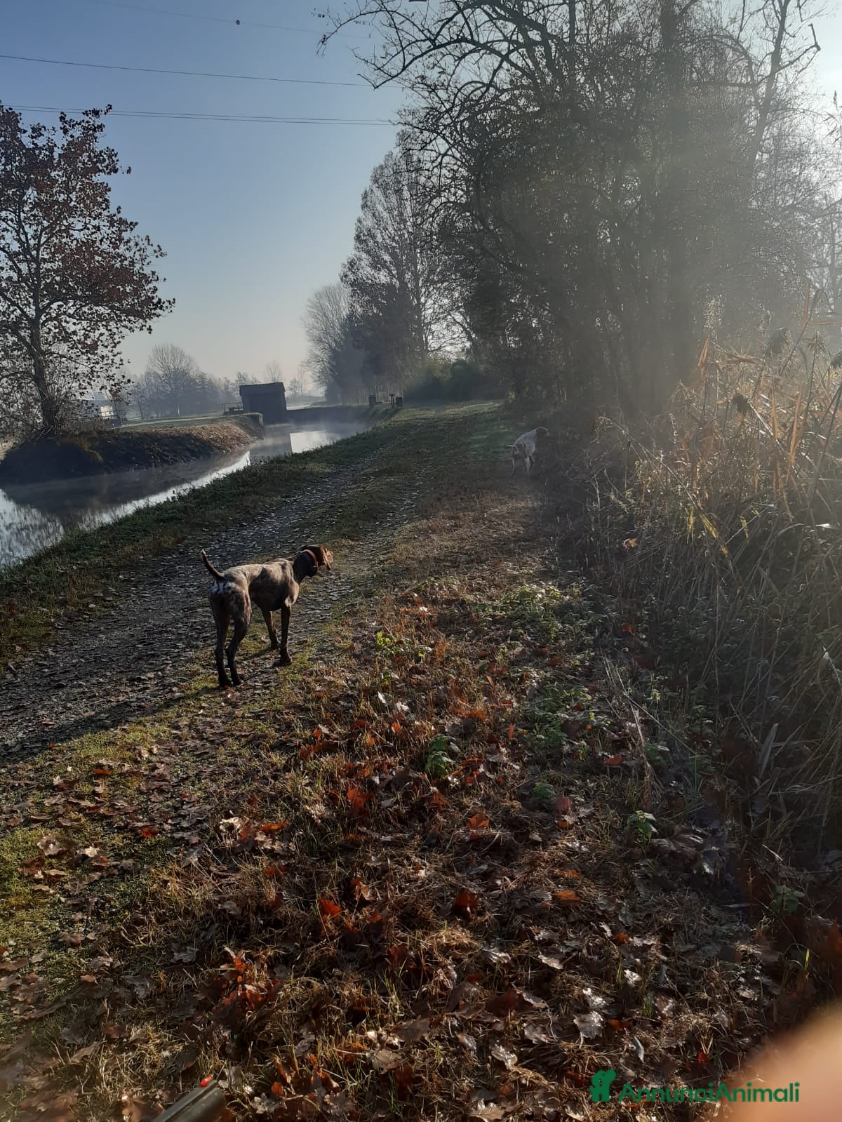 Kurzhaar cani kurzhaar femmina - Annuncio 1