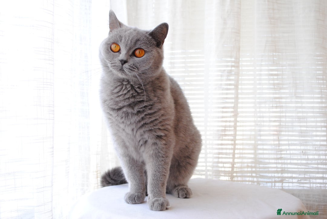 British gatti in vendita: MAGNIFICHE FEMMINUCCE BRITISH SHORTHAIR BLU - Annuncio 6