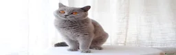 British gatti in vendita: MAGNIFICHE FEMMINUCCE BRITISH SHORTHAIR BLU - Annuncio 6