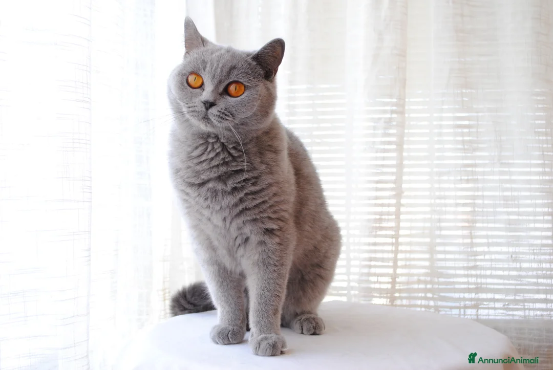 British gatti in vendita: MAGNIFICHE FEMMINUCCE BRITISH SHORTHAIR BLU - Annuncio 6