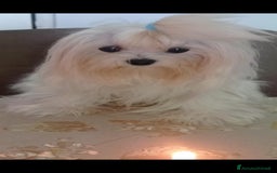 Maltese cani per accoppiamento: Maltese maschio accoppiamento a Provincia di Brescia - Immagine 3