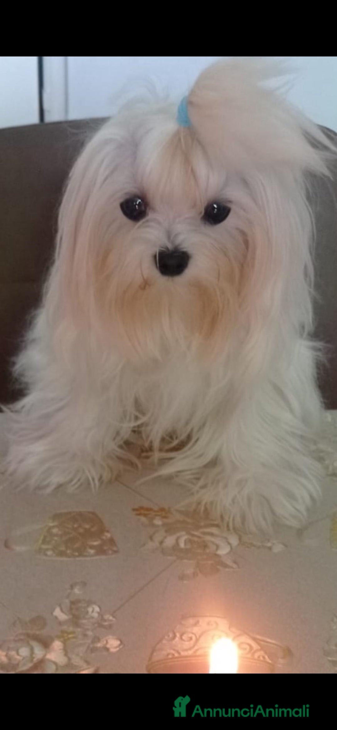 Maltese cani per accoppiamento: Maltese maschio accoppiamento a Provincia di Brescia - Immagine 3