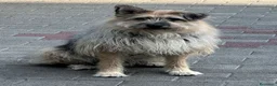 Meticcio cani in regalo: SPANK CERCA CASA - Annuncio 7