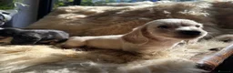 Bassotto cani in vendita: bassotti pelo lungo color crema - Annuncio 5