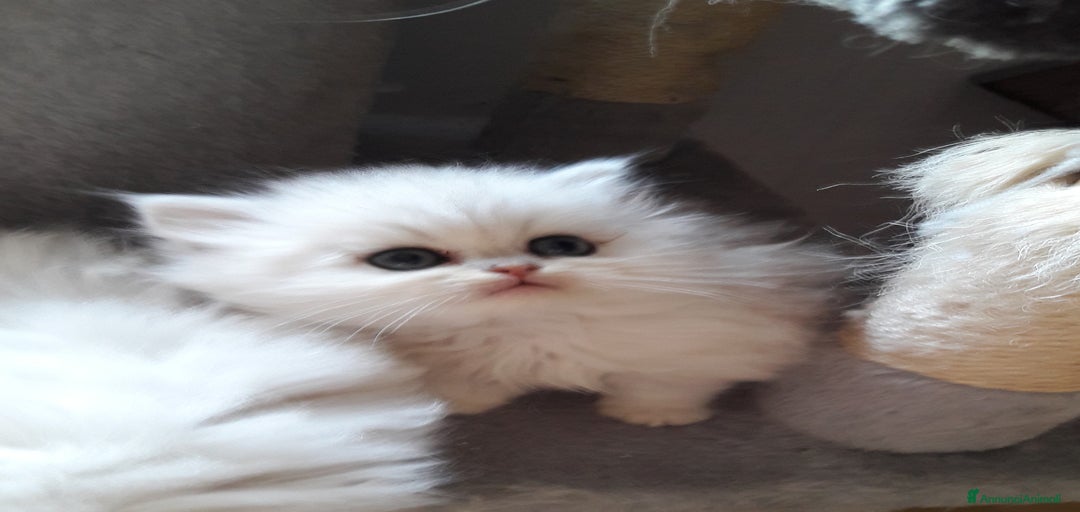 Immagine della galleria {{count}}