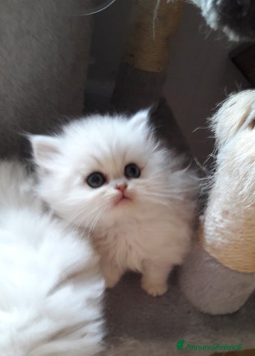 Immagine della galleria {{count}}