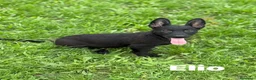 Meticcio cani in regalo: 8 LUPACCHIOTTI cuccioli super simpatici! - Annuncio 2
