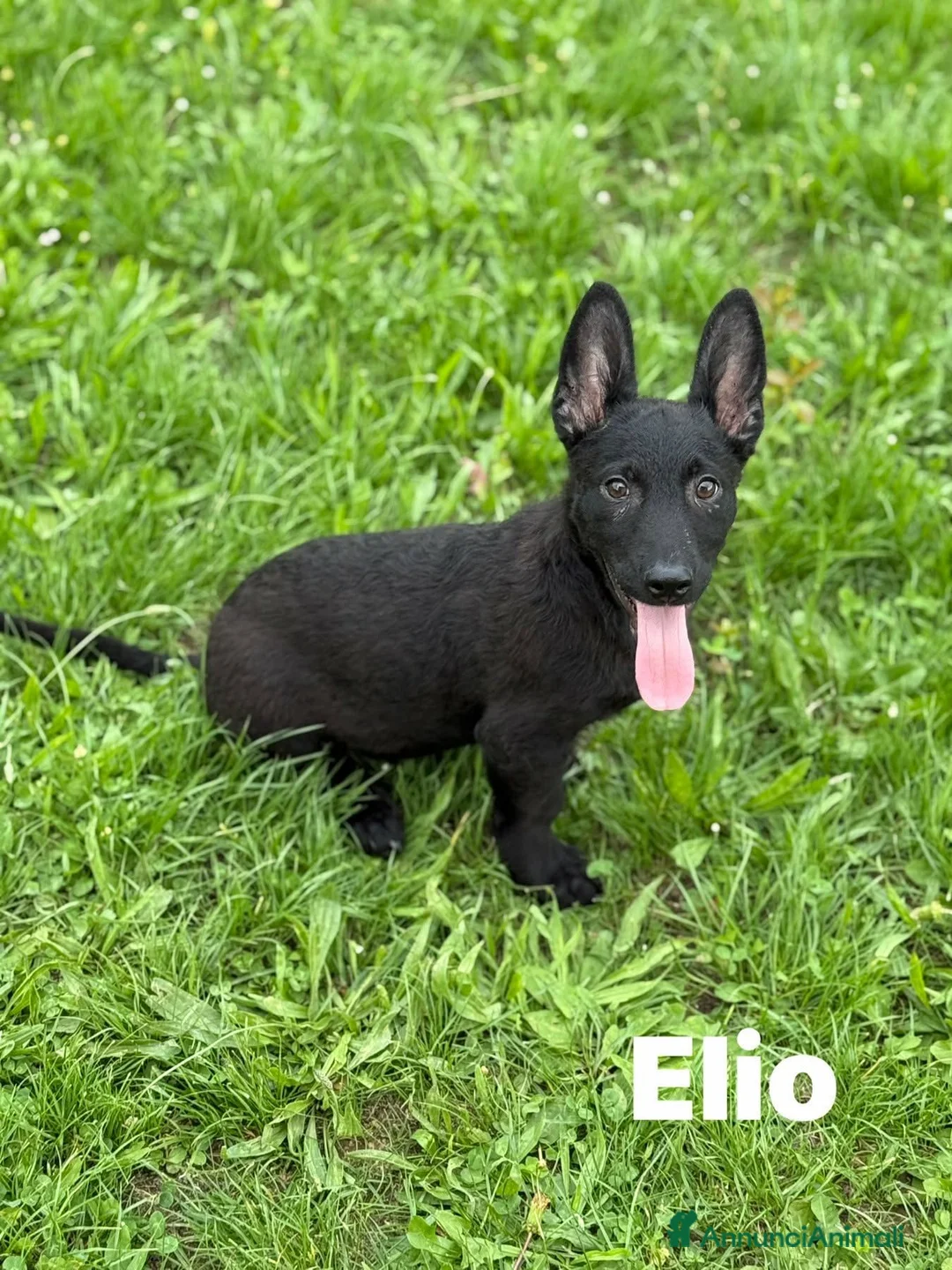 Meticcio cani in regalo: 8 LUPACCHIOTTI cuccioli super simpatici! - Annuncio 2
