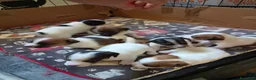Jack Russell cani in vendita: Disponibili cuccioli jack russel  a Provincia di Ravenna - Annuncio 7