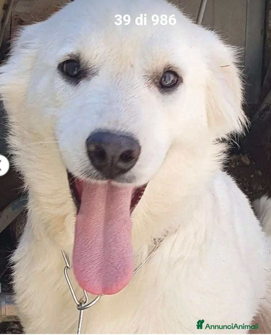 Meticcio cani Bianca 8mesi tg media cresce in canile.MOLISE SOS  - Annuncio 13