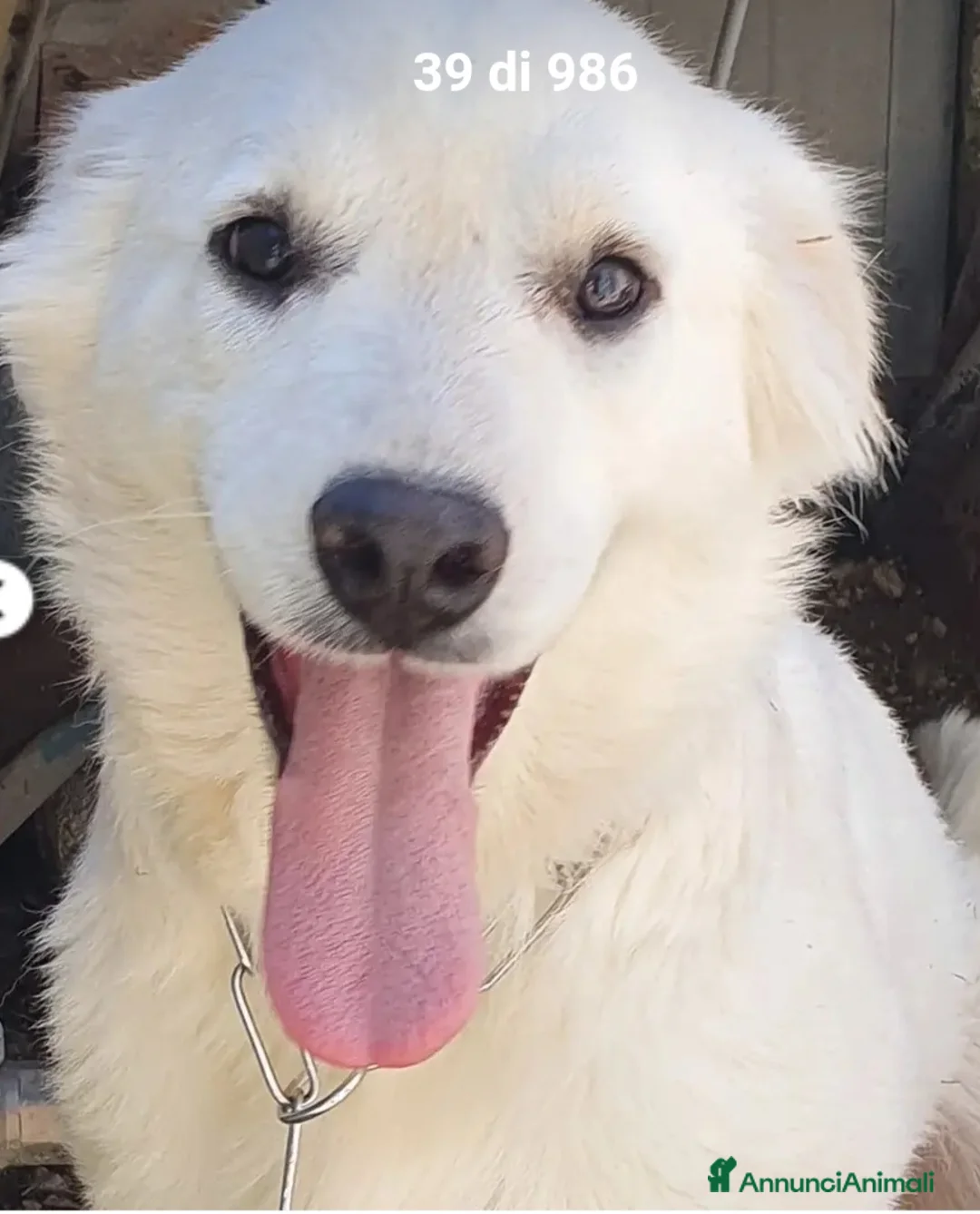 Meticcio cani in regalo: Bianca 8mesi tg media cresce in canile.MOLISE SOS  - Annuncio 1