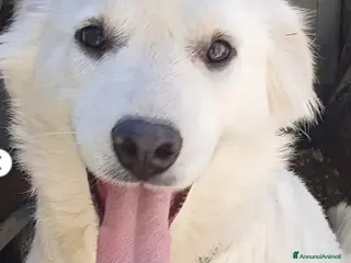 Meticcio cani Bianca 8mesi tg media cresce in canile.MOLISE SOS - Annuncio 34